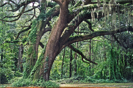 tree