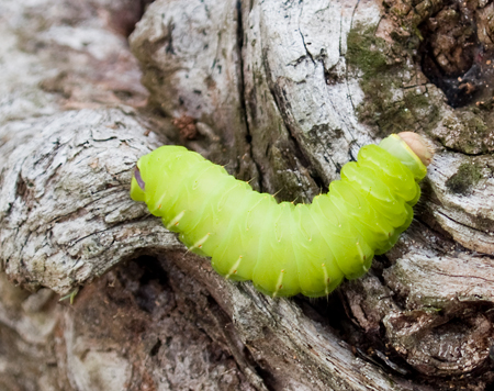 worm