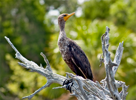 Cedar Key