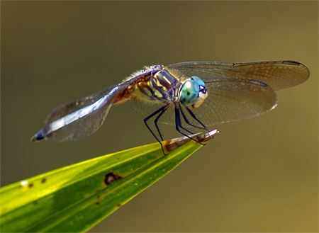 fly