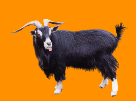 goat