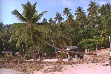 Tree View