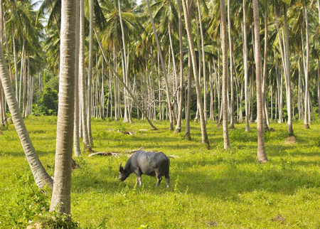 Palms